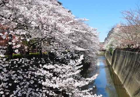石神井川